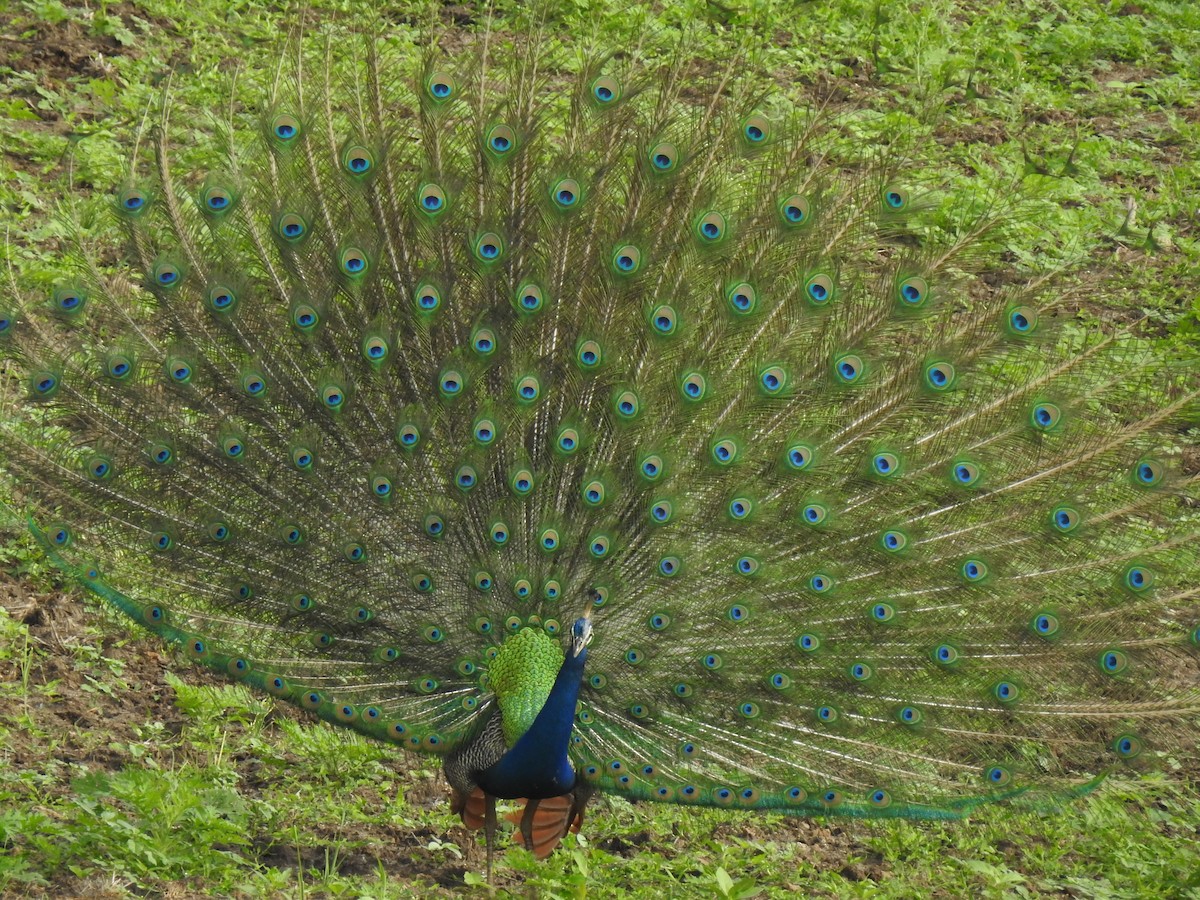 Indian Peafowl - KARTHIKEYAN R