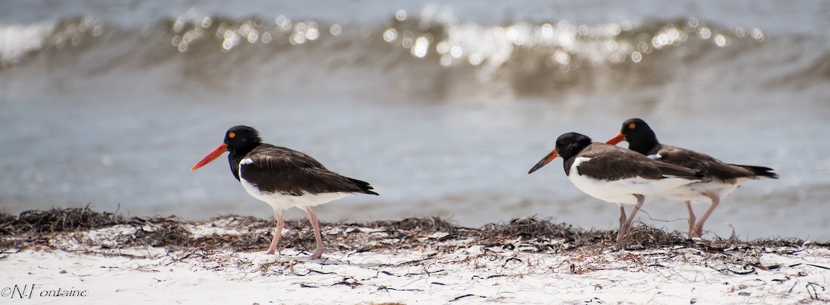 American Oystercatcher - ML170292731