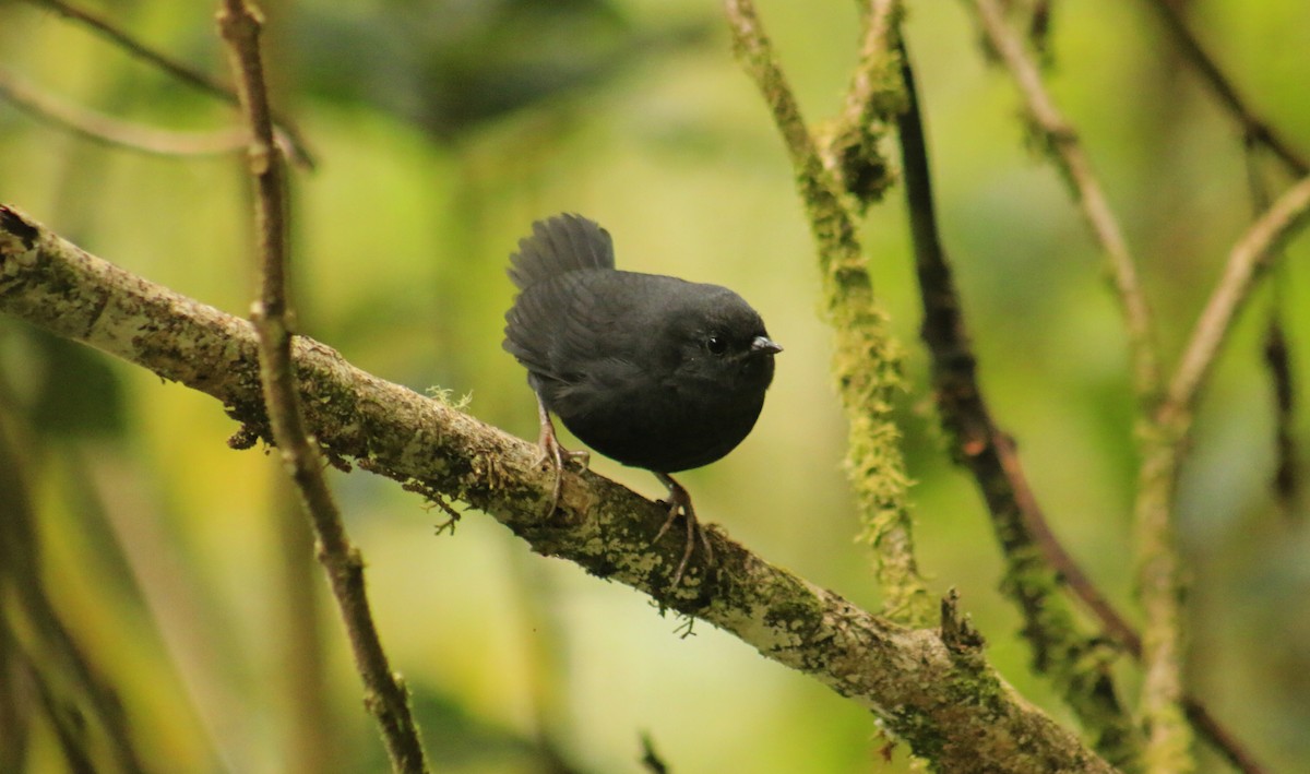 Tschudi's Tapaculo - Wilmer Ortiz herrera