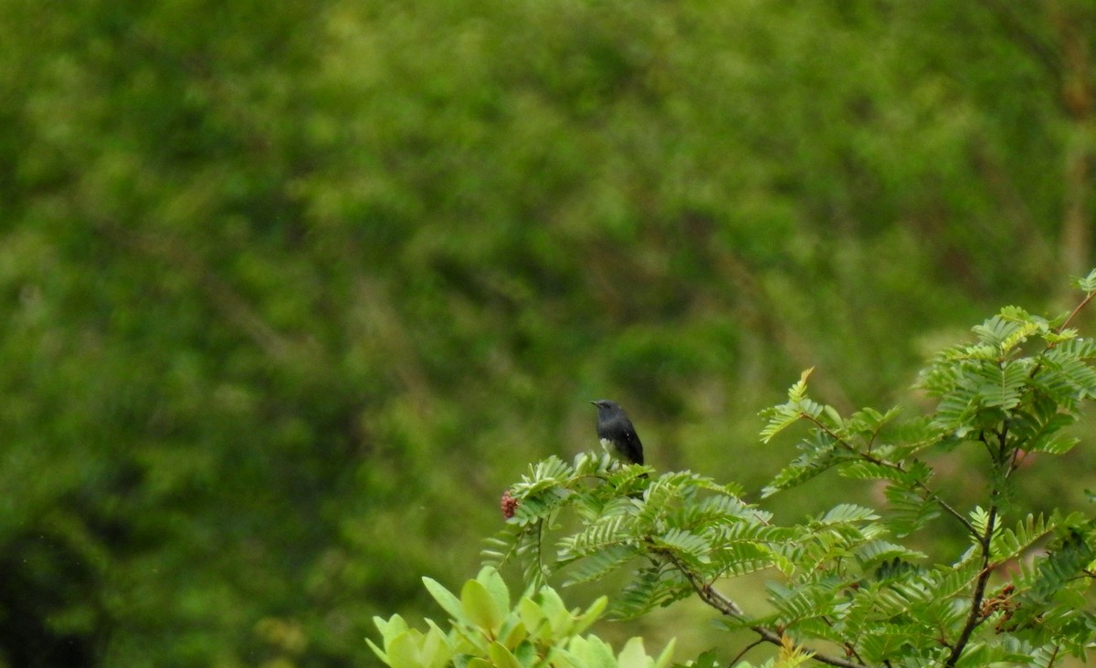 White-bellied Redstart - ML170294001