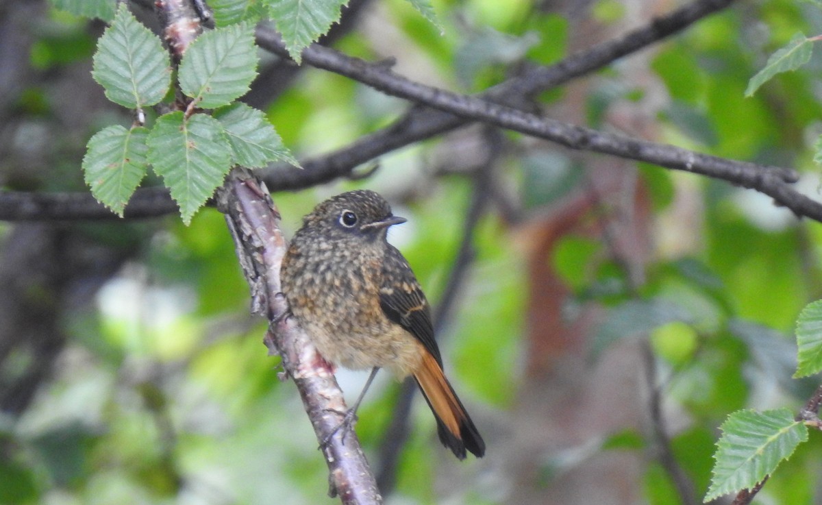 Blue-fronted Redstart - ML170294081