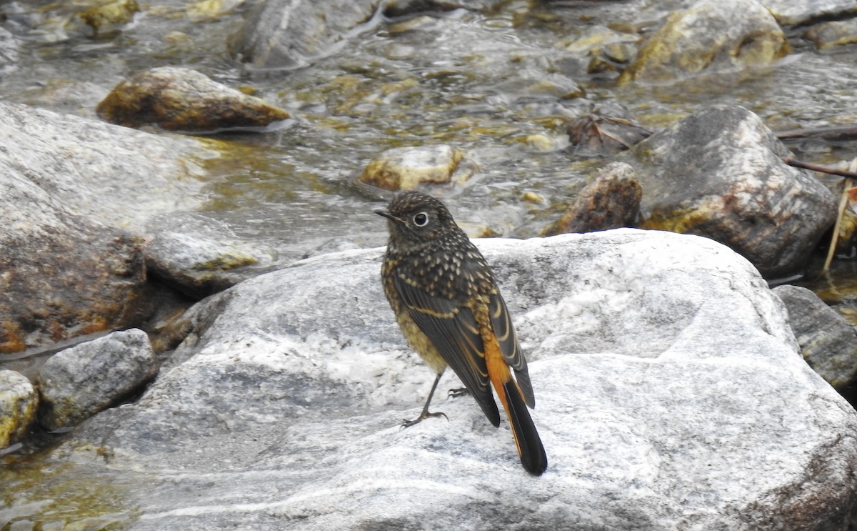 Blue-fronted Redstart - ML170294101