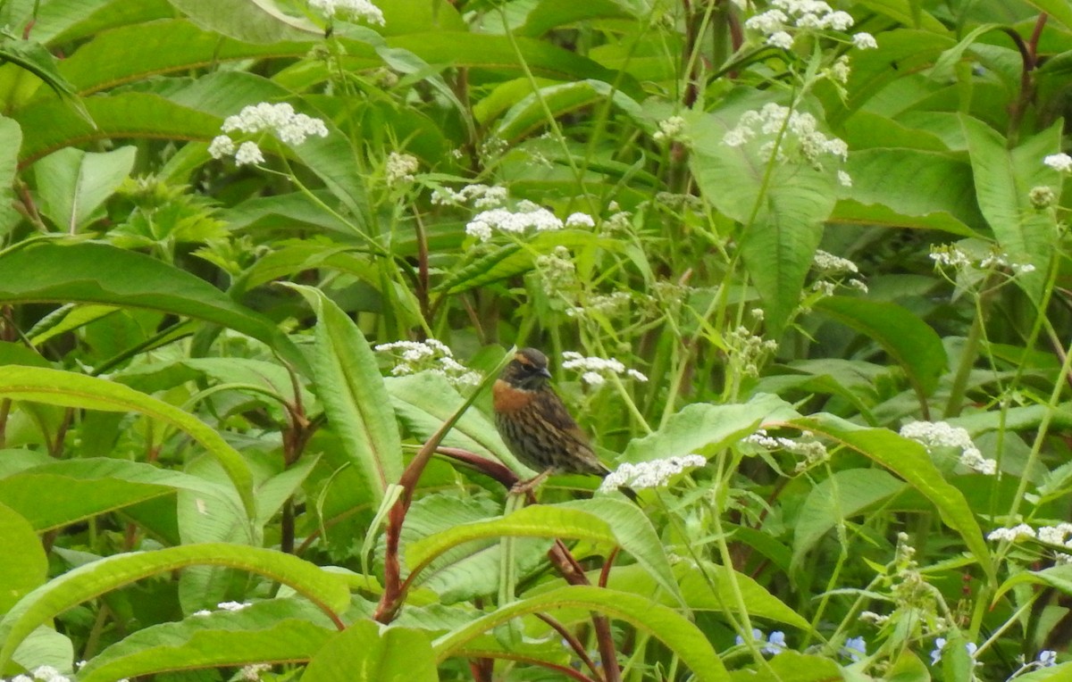 Rufous-breasted Accentor - ML170294151