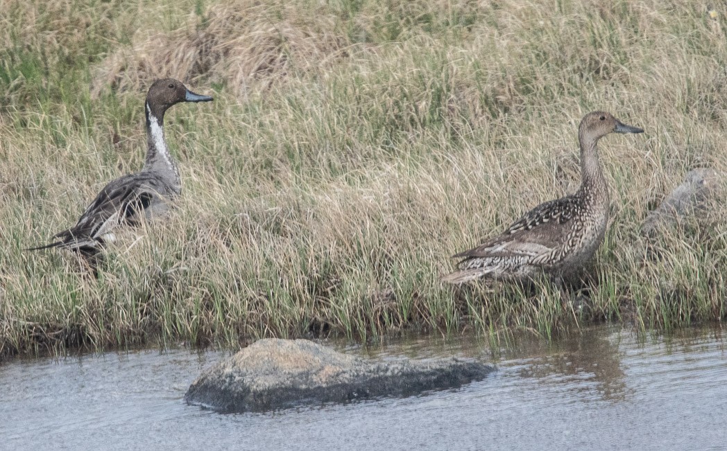 Northern Pintail - ML170294371