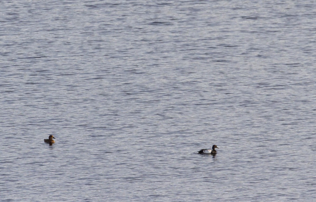 Lesser Scaup - ML170294731