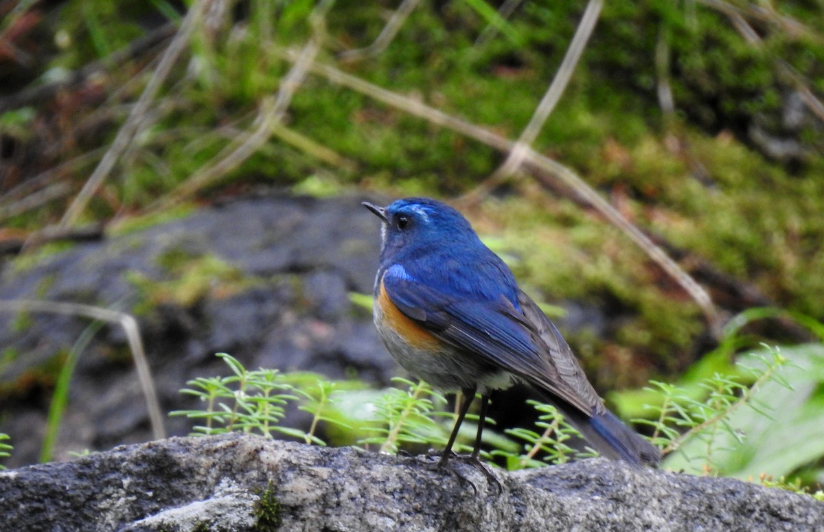 Himalayan Bluetail - ML170295561