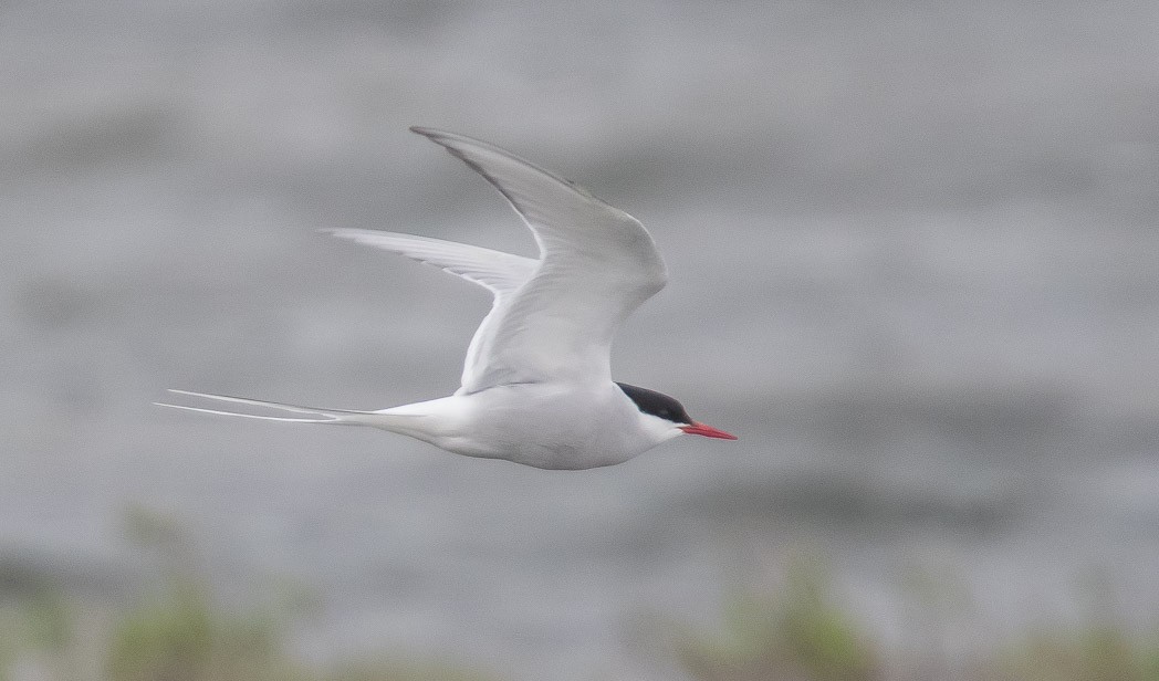 Arctic Tern - ML170296891