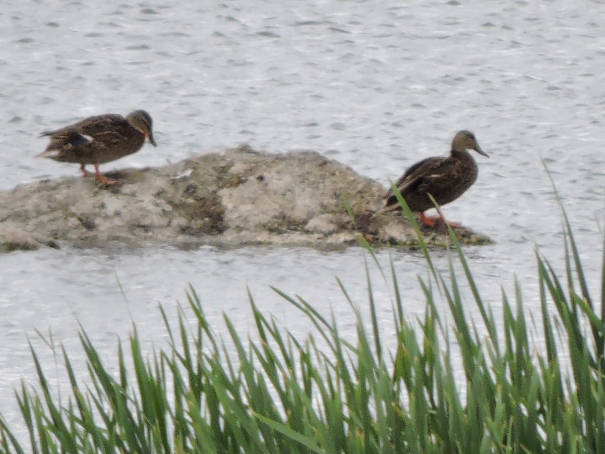 Mexican Duck - ML170297731