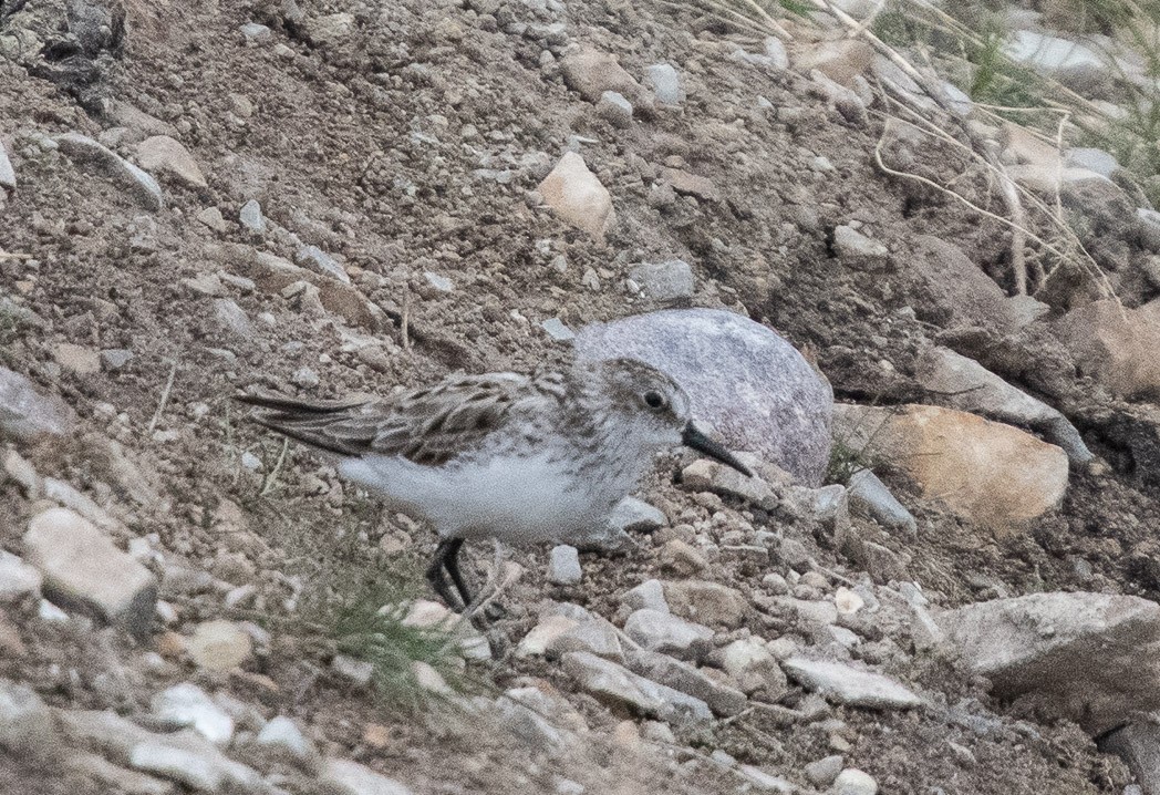 Semipalmated Sandpiper - ML170297811