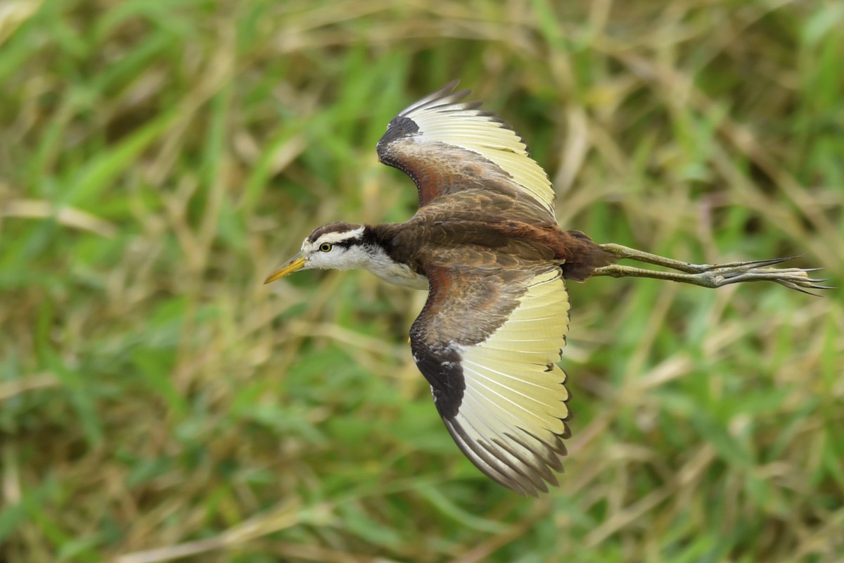 Northern Jacana - ML170298081