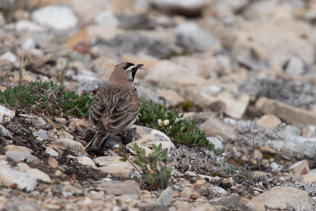 Horned Lark - ML170298251