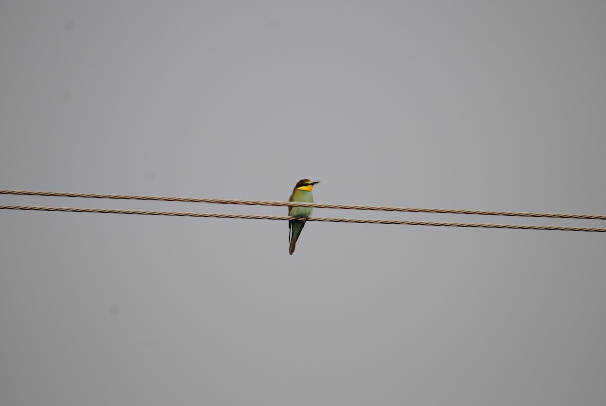 European Bee-eater - Trent Smith
