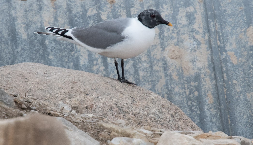 Gaviota de Sabine - ML170299031