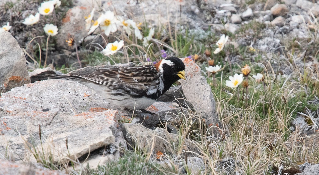 Lapland Longspur - Larry Bowdre