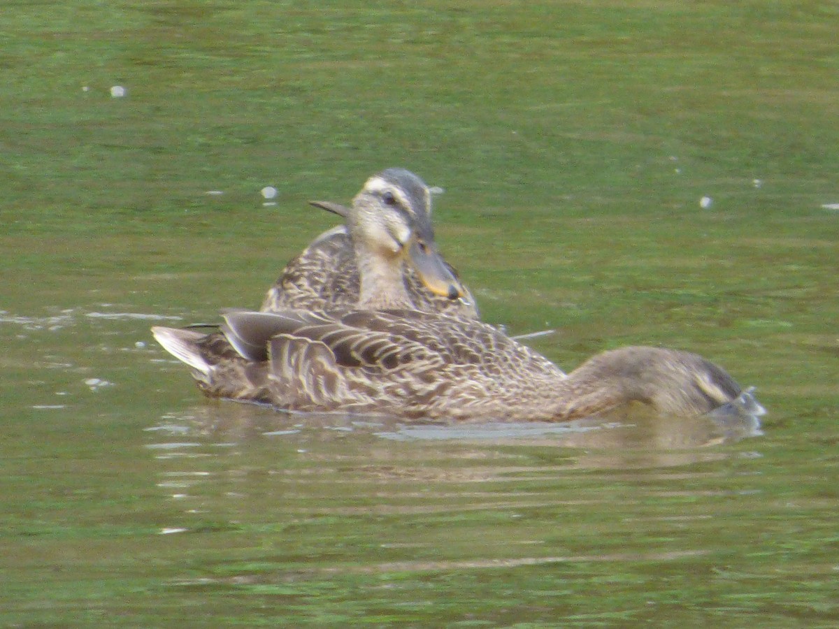 Eastern Spot-billed Duck - Roy Kasius