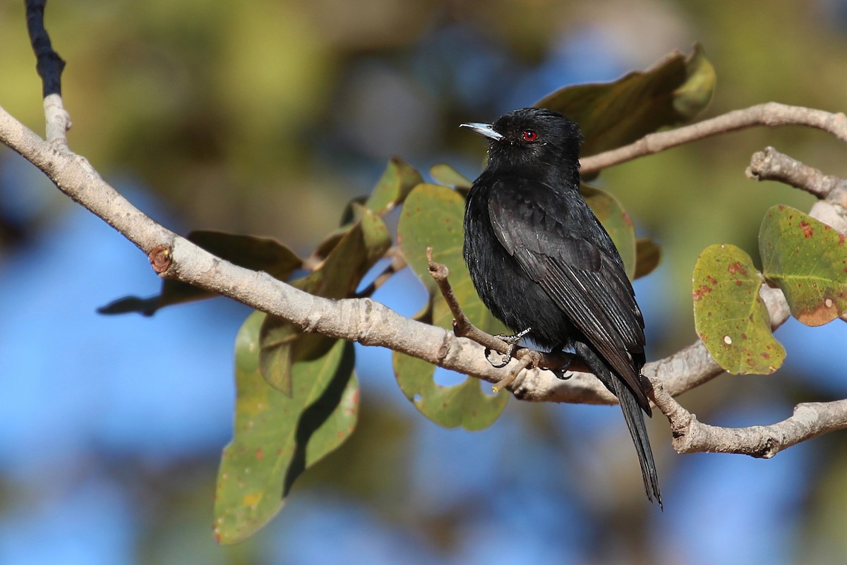 Velvety Black-Tyrant - ML170299721