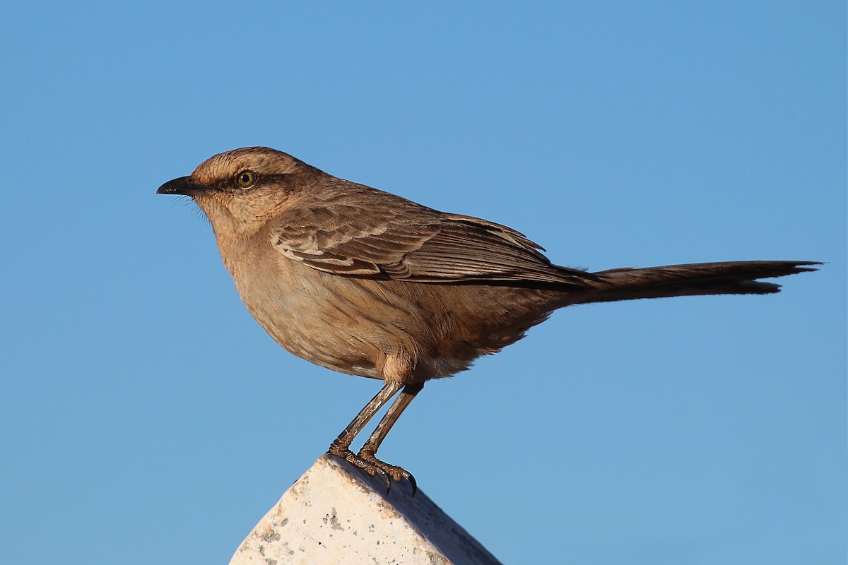 Chalk-browed Mockingbird - ML170299771