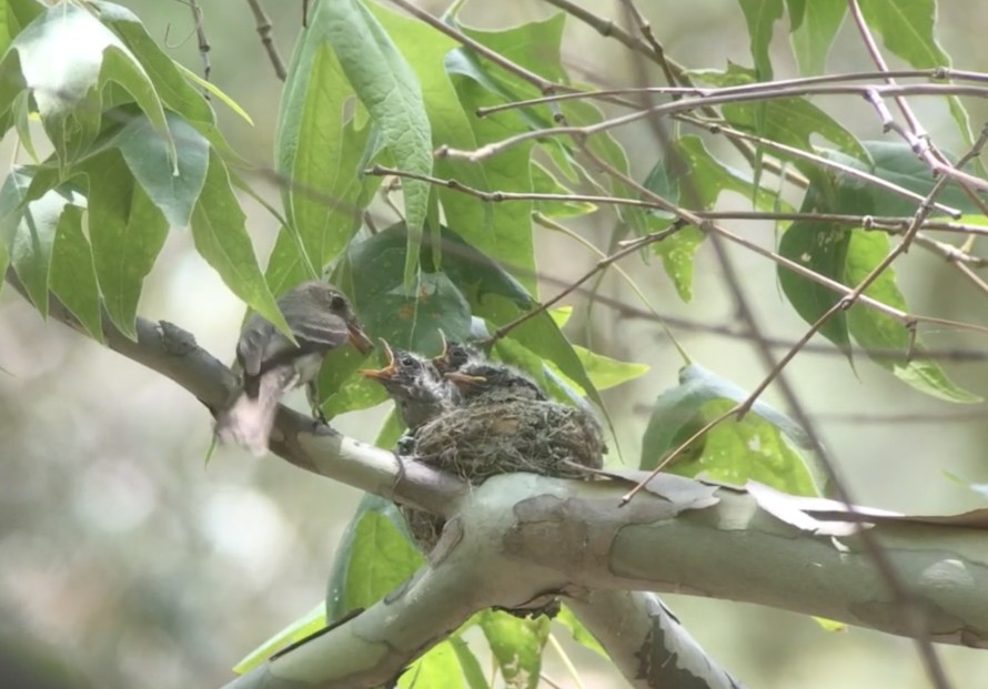 Western Wood-Pewee - ML170300571