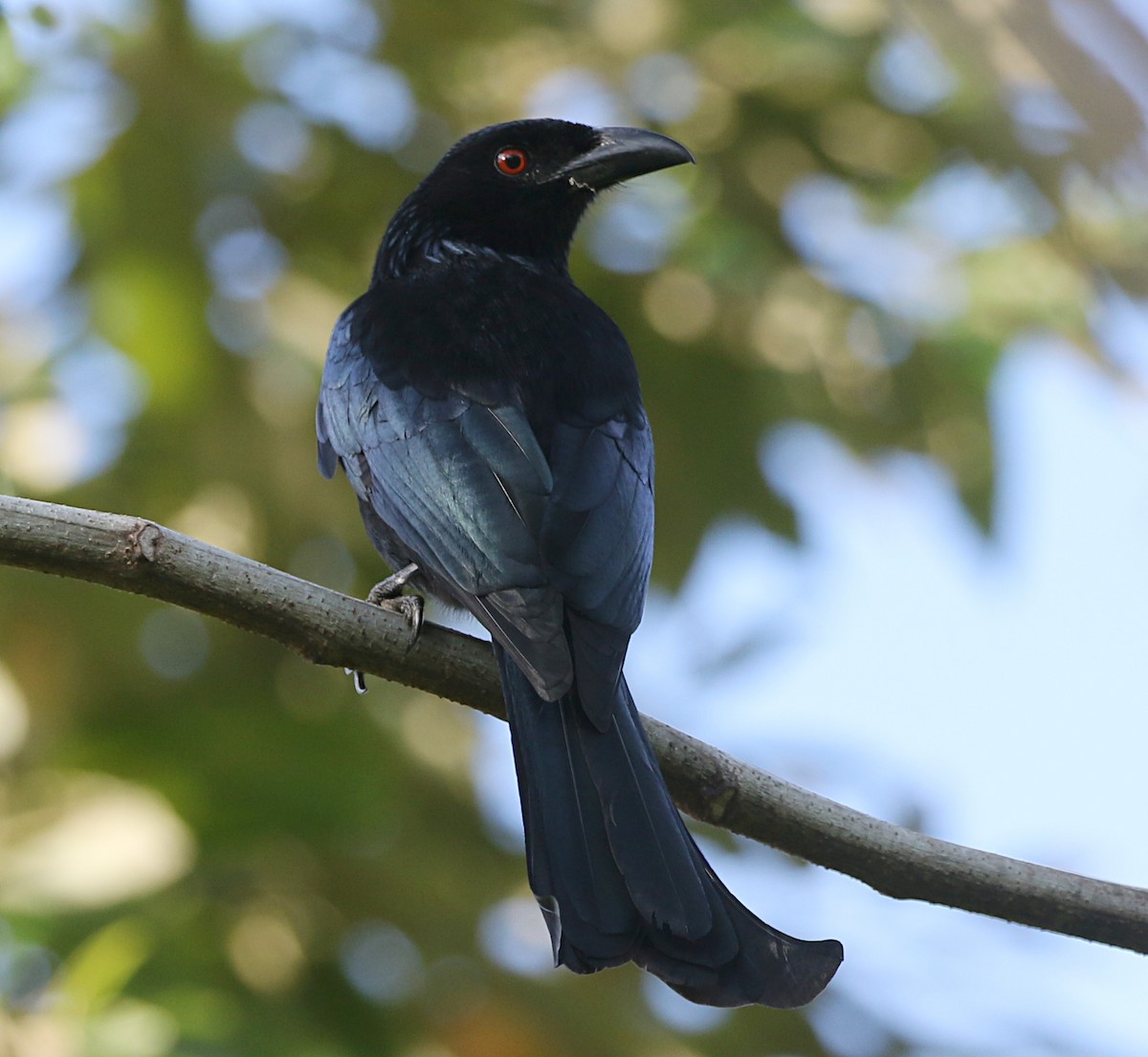 Wallacean Drongo (Kai) - ML170302681