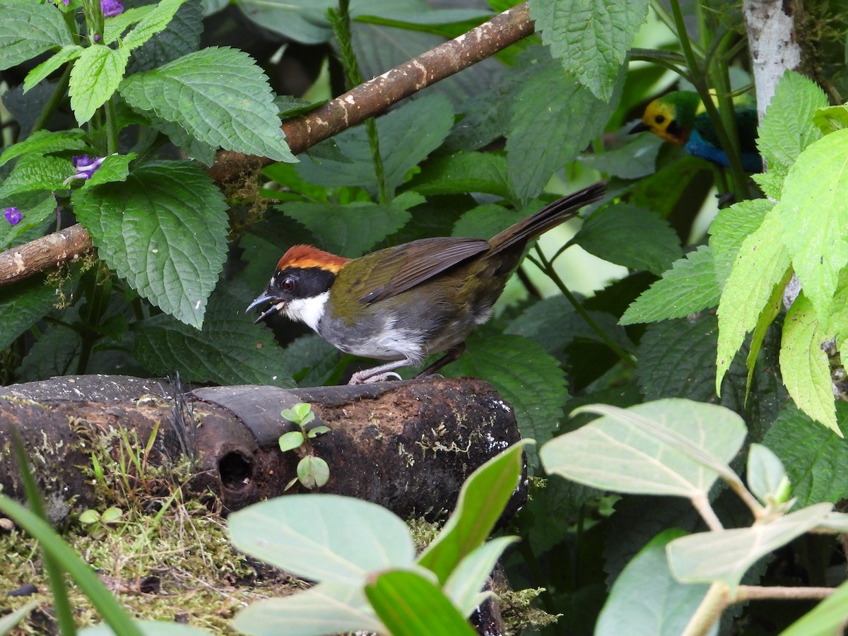 Chestnut-capped Brushfinch - David Calero Quintero