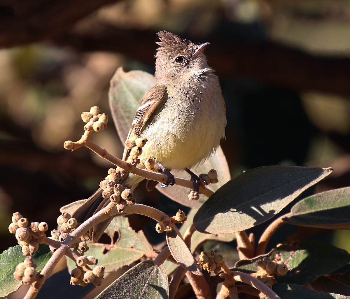 Plain-crested Elaenia - ML170304161