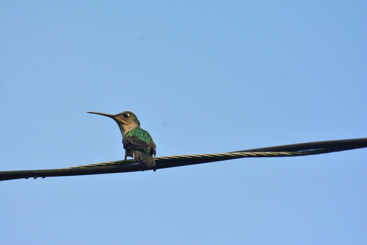 Wedge-tailed Sabrewing - ML170304661