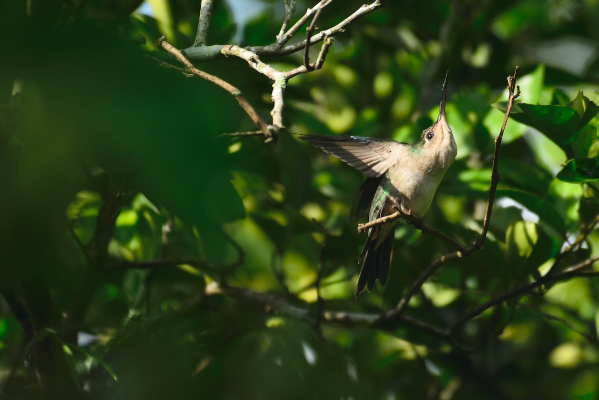 Wedge-tailed Sabrewing - ML170304771