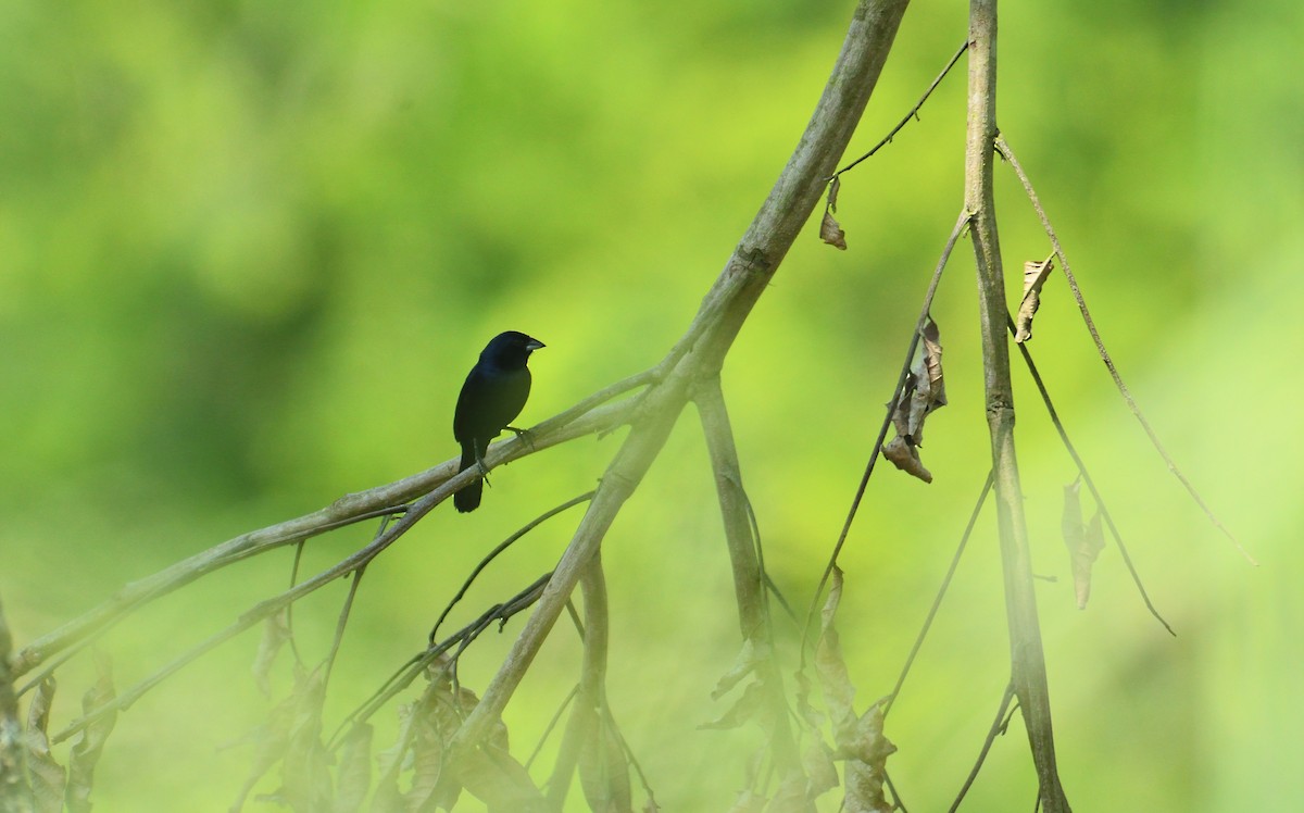Blue-black Grassquit - ML170304791