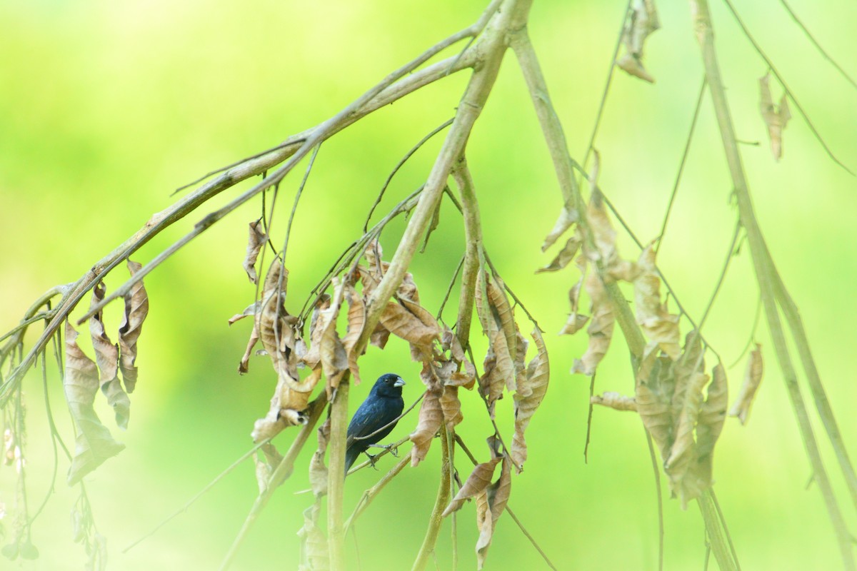Blue-black Grassquit - ML170304841