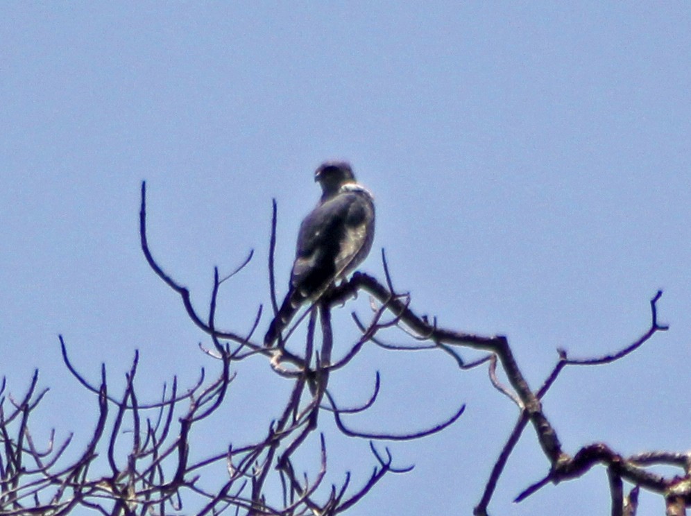 Plumbeous Kite - ML170305921