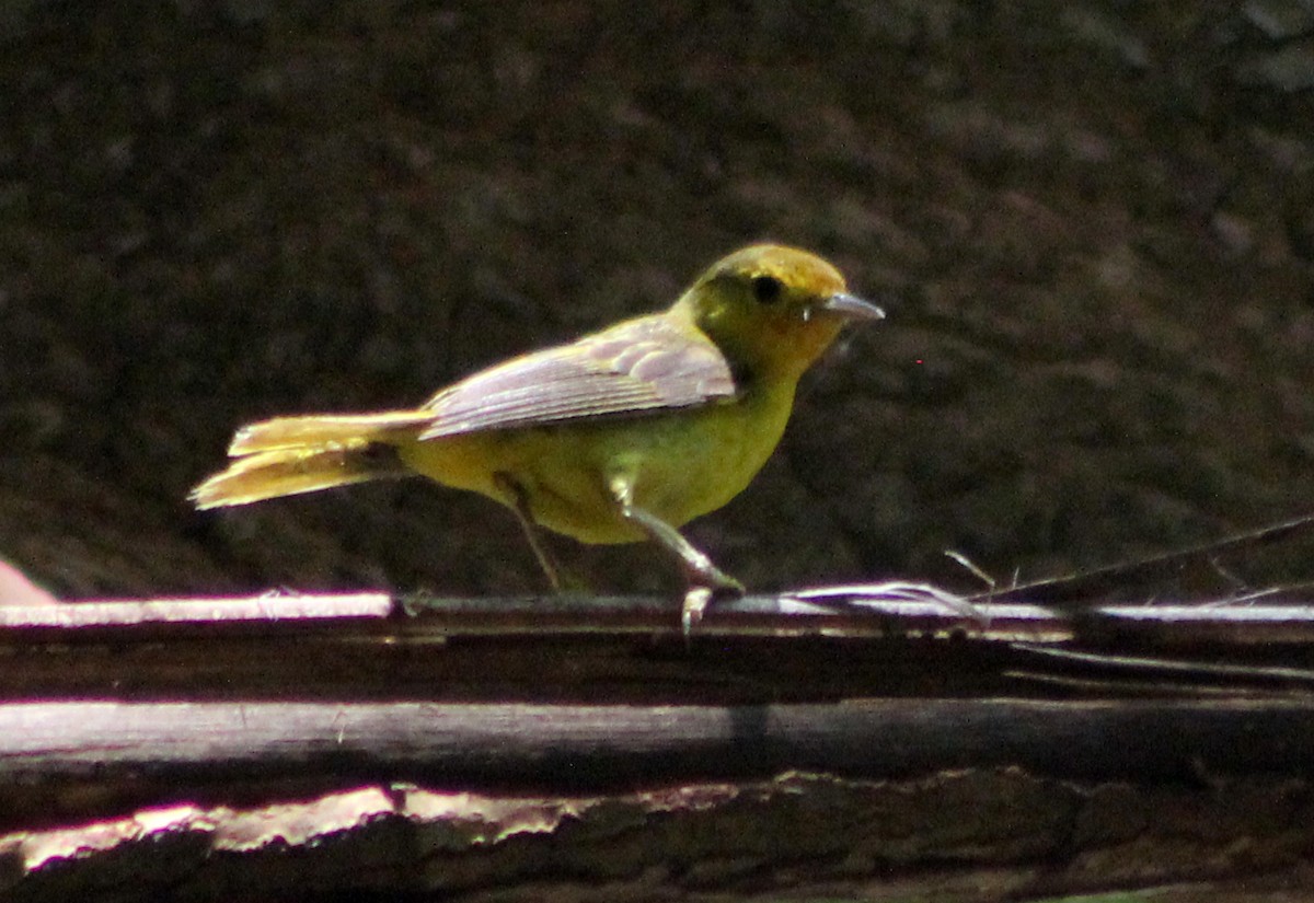 Paruline jaune (groupe erithachorides) - ML170306231