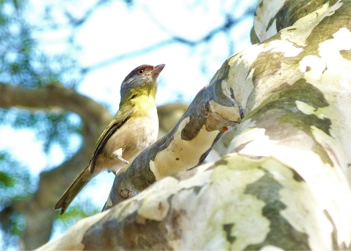 Rufous-browed Peppershrike - ML170306971