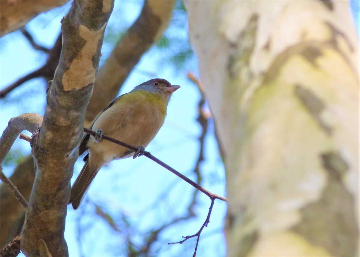 Rufous-browed Peppershrike - ML170306981