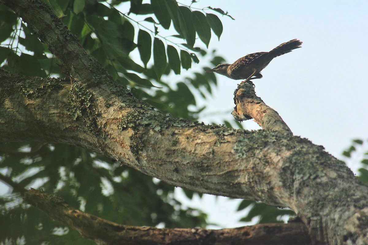Band-backed Wren - ML170307191