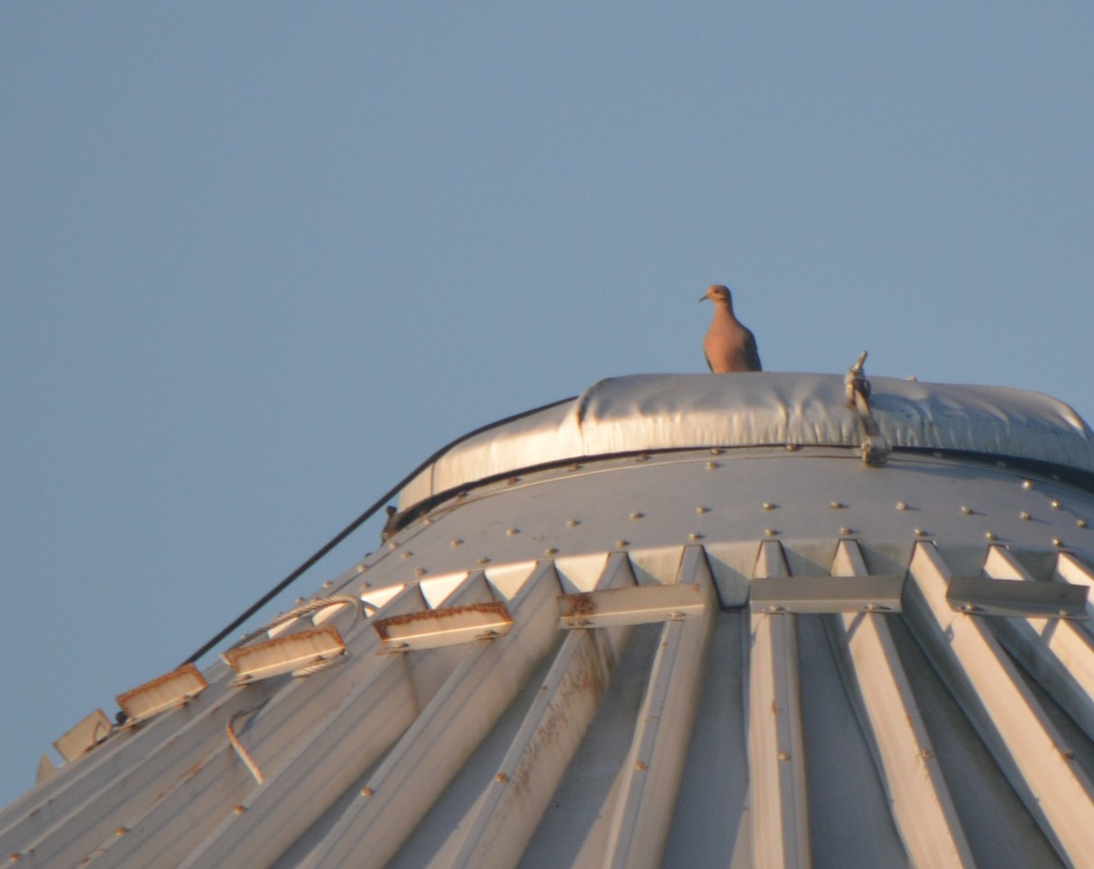 Mourning Dove - Sam Greene