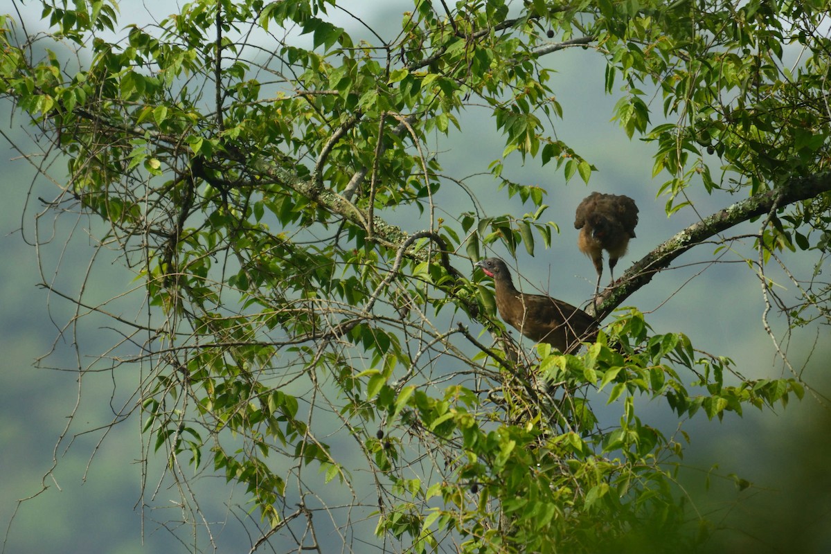 Plain Chachalaca - ML170308261