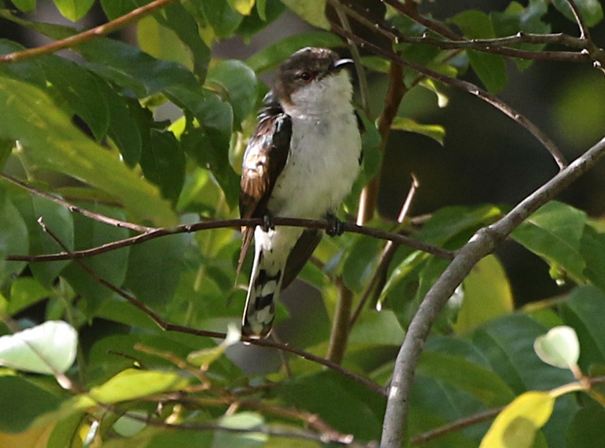 Little Bronze-Cuckoo (Pied) - ML170310151