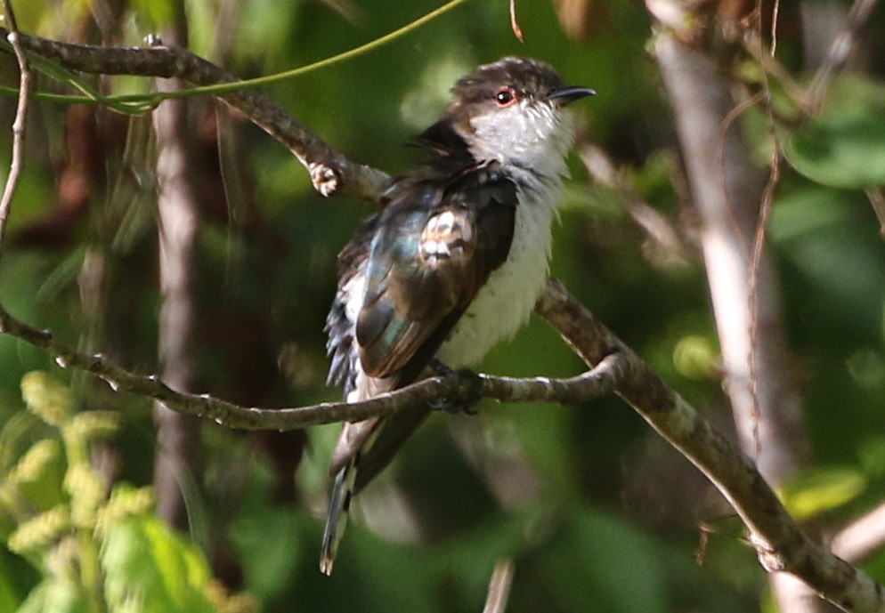 Little Bronze-Cuckoo (Pied) - ML170310161