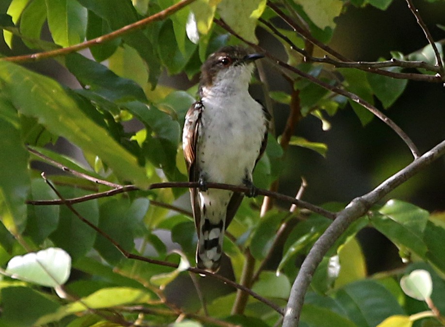 Little Bronze-Cuckoo (Pied) - Ashley Banwell