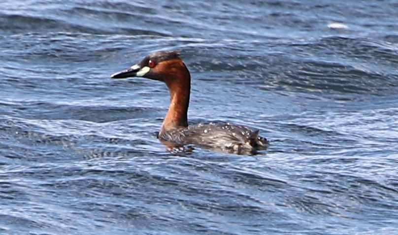 Little Grebe (Tricolored) - ML170311131