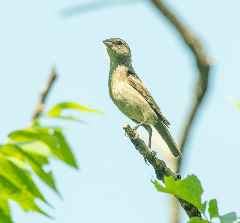 Indigo Bunting - ML170311221