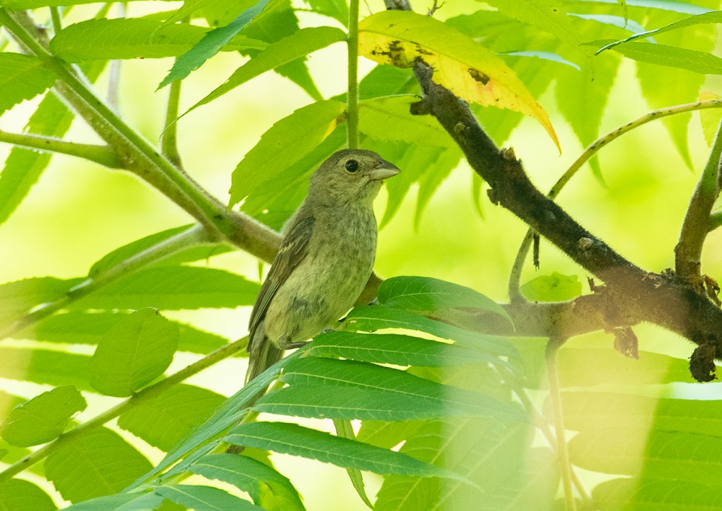 Indigo Bunting - ML170311241