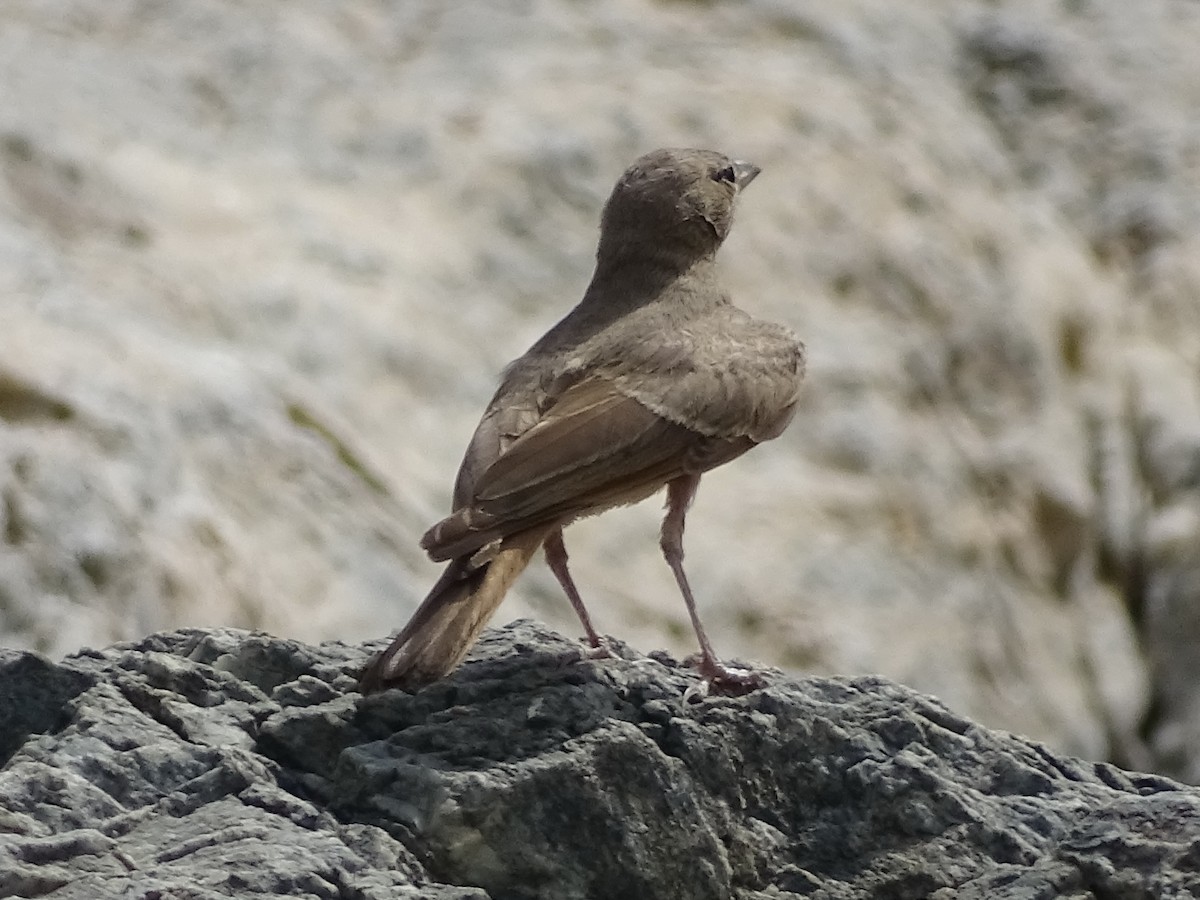 Desert Lark - ML170311401