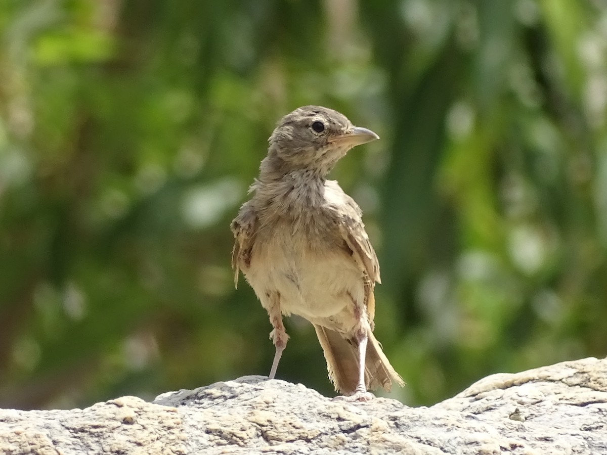 Desert Lark - ML170311431