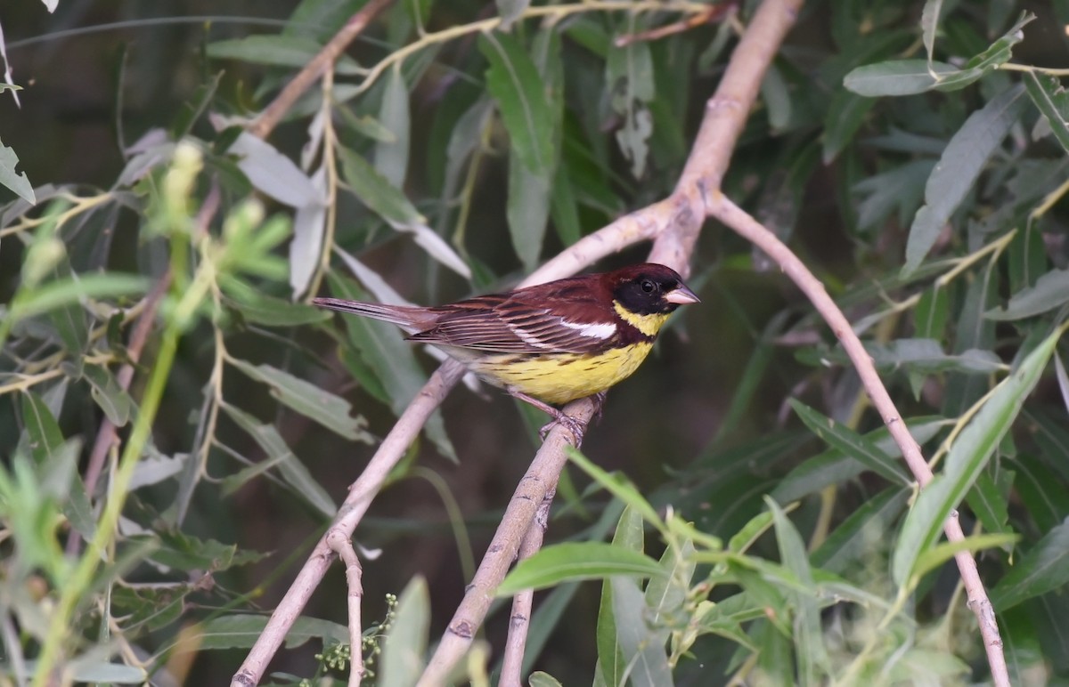 Yellow-breasted Bunting - ML170311971
