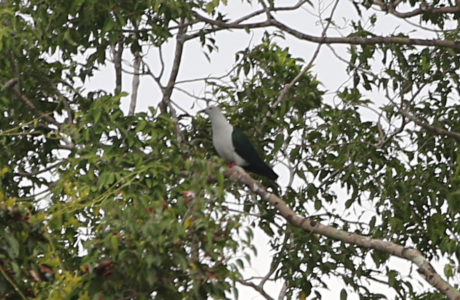 Elegant Imperial-Pigeon - ML170313001