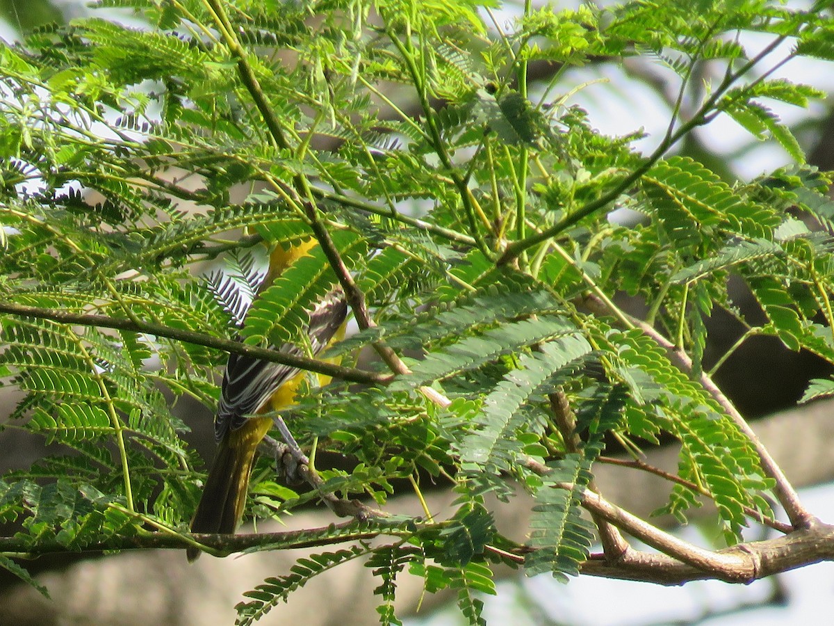 Streak-backed Oriole - ML170313381