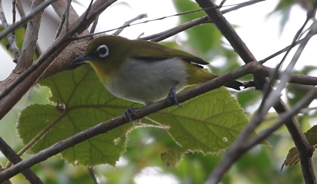 Ambon White-eye - Ashley Banwell