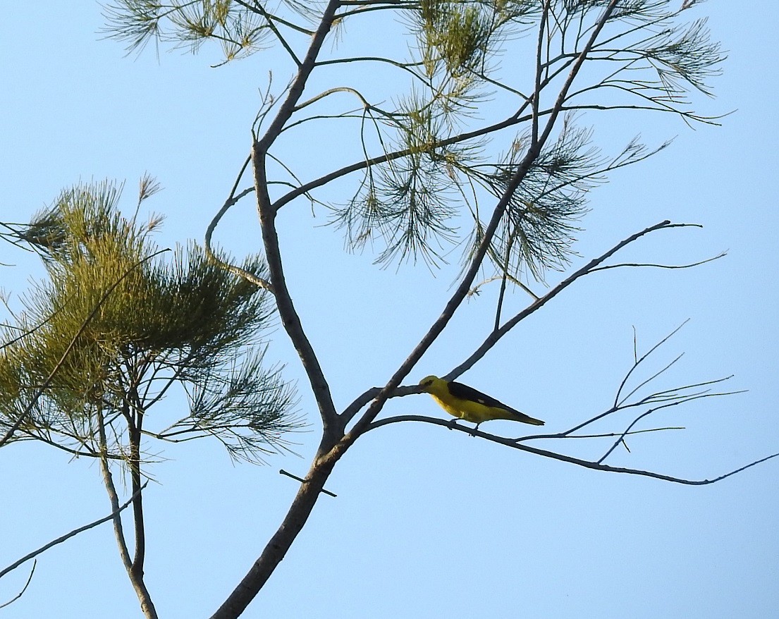 Oropéndola Europea - ML170314621