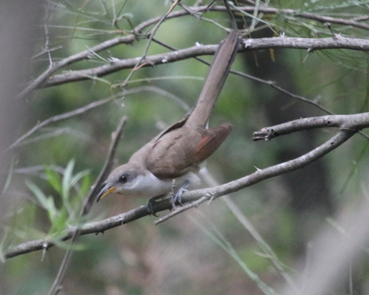 Yellow-billed Cuckoo - ML170315661